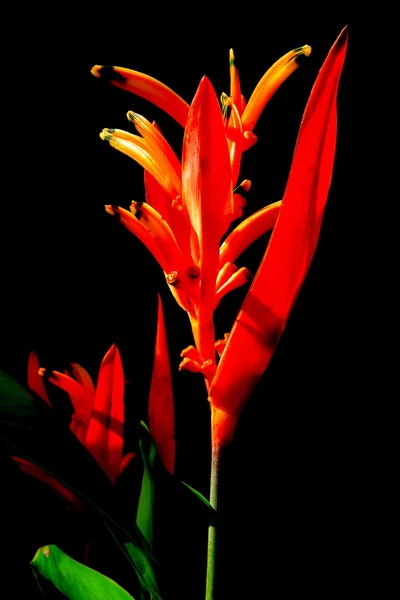 Heliconia su sfondo nero — Foto Stock