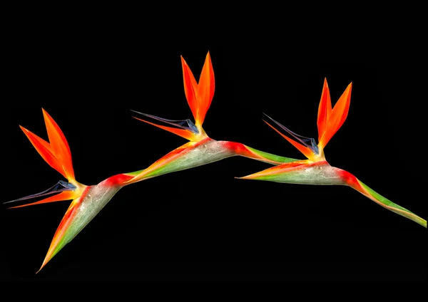 Bird of paradise flowers arching — Stock Photo, Image