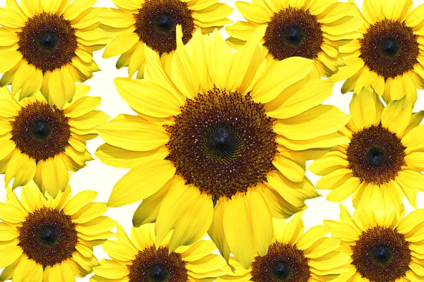 Sunflowers 11 — Stock Photo, Image