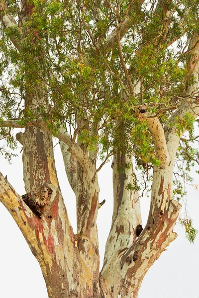 Papier schors boom — Stockfoto