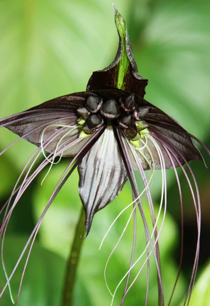 Black bat flower Stock Photos, Royalty Free Black bat flower Images ...