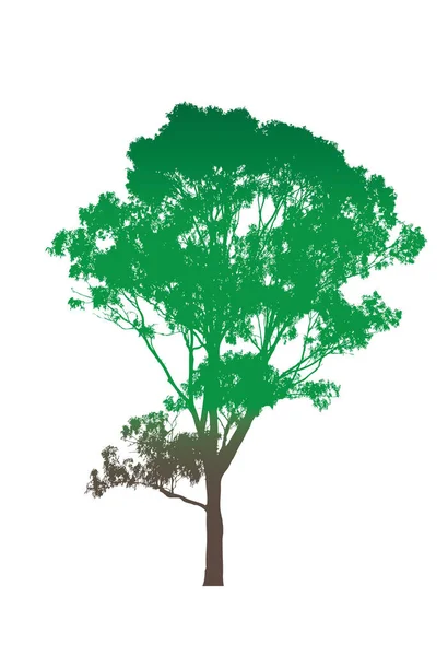 Grüner Australischer Gummibaum Mit Braunem Stamm — Stockvektor
