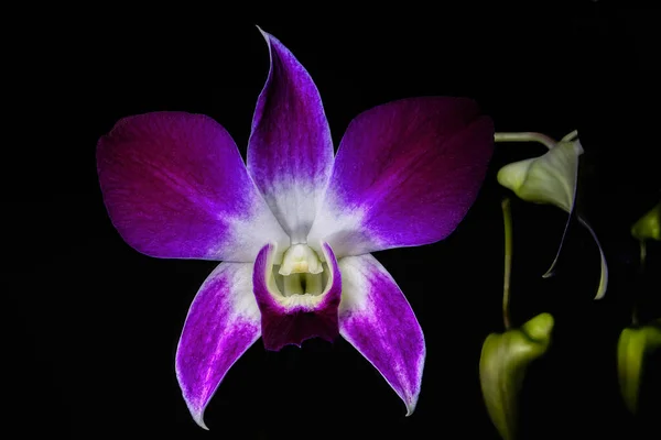 Orquídea Roxa Que Símbolo Respeito Admiração Dignidade — Fotografia de Stock