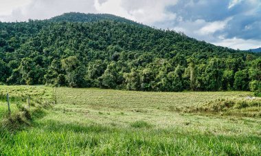 Kuzey Queensland Avustralya 'da yağmur ormanı