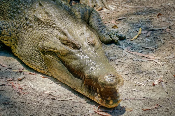 Krokodýli Vodě Severní Queensland Austrálie — Stock fotografie