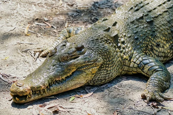 Krokodýli Vodě Severní Queensland Austrálie — Stock fotografie