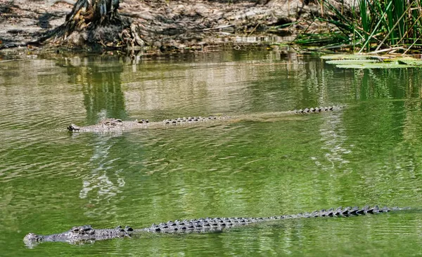 Crocodiles Dans Eau Cairns North Queensland Australie — Photo