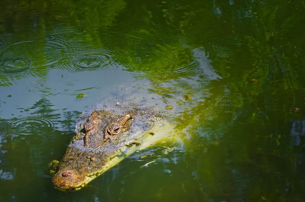 Gros Plan Crocodile Dans Les Eaux Vertes Nord Queensland Près — Photo