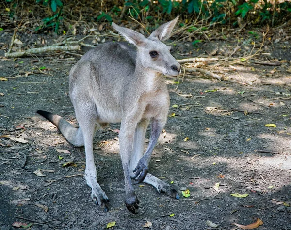 One Beautiful Large Kangaroo Looking — Stock Photo, Image