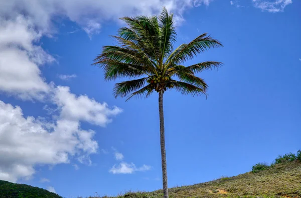 Archer Point North Queensland Australia Pohled Jediný Kokosový Strom — Stock fotografie