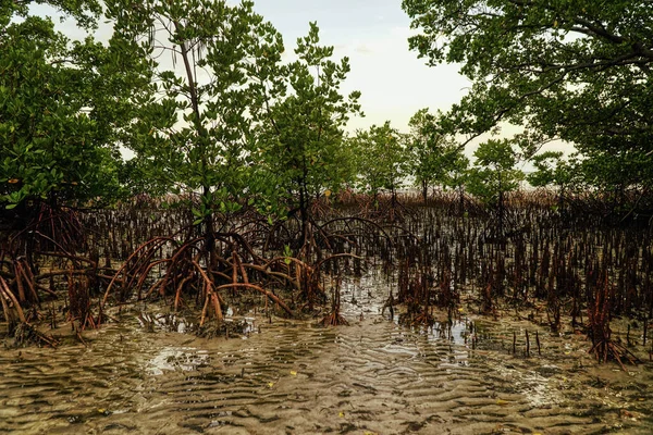 Παράκτια Μαγκρόβια Που Καλλιεργούν Ένα Εξαιρετικά Σημαντικό Περιβαλλοντικό Και Οικολογικό — Φωτογραφία Αρχείου