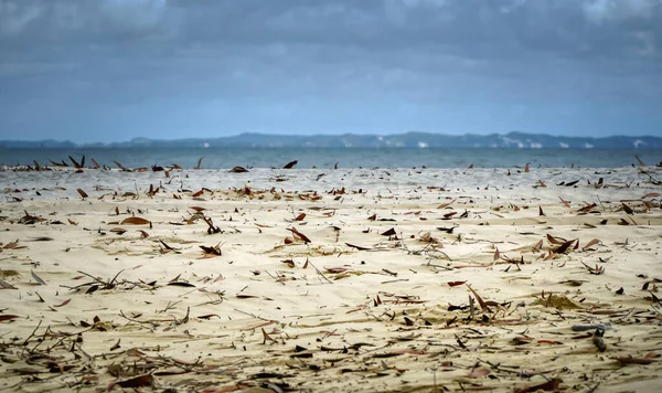 Foglie Che Soffiano Sulla Sabbia Con Spiaggia Sullo Sfondo — Foto Stock