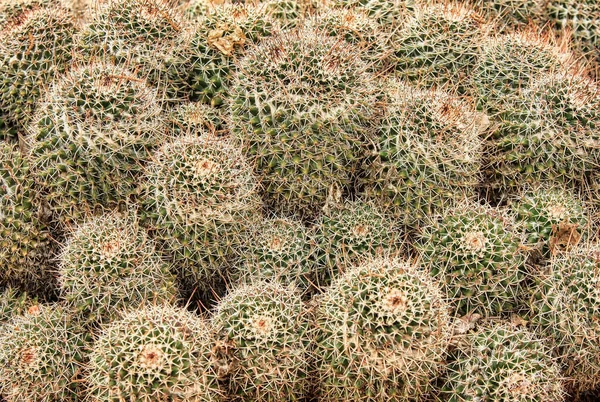 Molti Grandi Cactus Rotondi Con Spine All Esterno Nel Giardino — Foto Stock