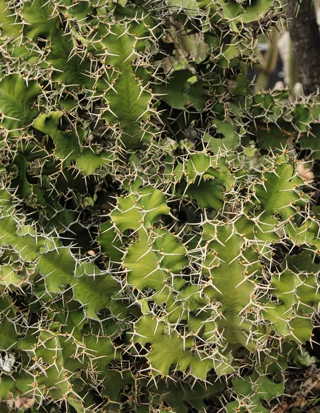 Una Planta Africana Cactus Espinas Viciosas Cuando Daña Planta Llora —  Fotos de Stock