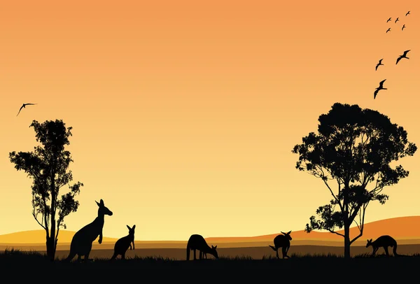 Family Australian Kangaroos Evening Feeding Orange Background — 图库矢量图片