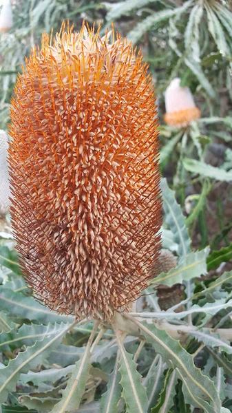 Australské Divoké Květy Banksia Původní Rostlina Jasně Oranžová Květ — Stock fotografie