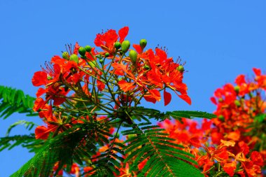 Poincianalar, yapraklar gibi eğreltiotu ile 10 ila 12 cm genişliğinde alev kırmızısı çiçek kümelerine sahiptir.
