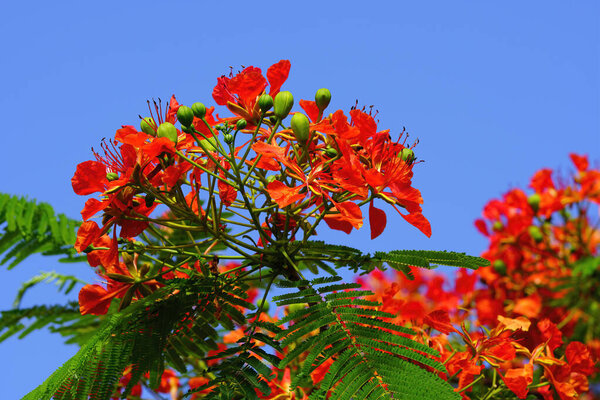 Poincianas have exuberant clusters of flame-red flowers, 10 to 12 cm across with fern like leaves