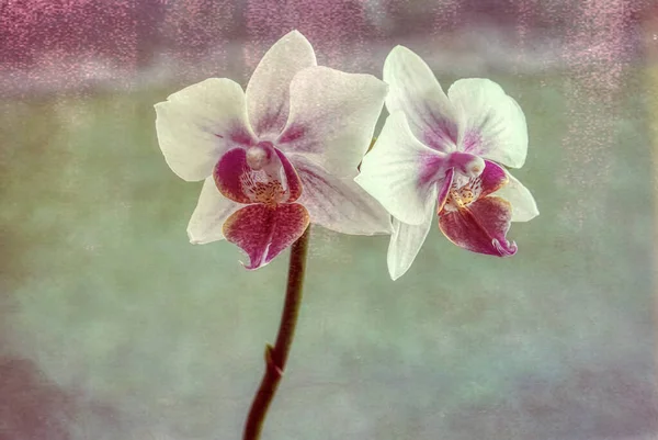 Orquídea Phalaenopsis Con Dos Brotes Fondo Texturizado Verde Rosa —  Fotos de Stock