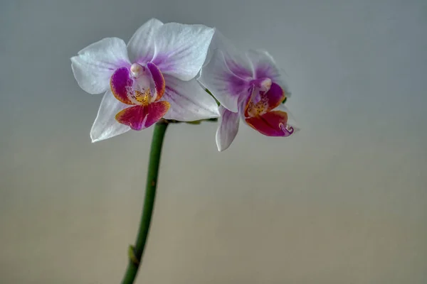 Phalaenopsis Orchid Two Buds — стокове фото