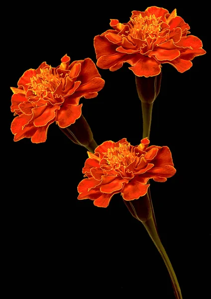 Tres Caléndulas Color Naranja Brillante Sobre Fondo Negro — Foto de Stock