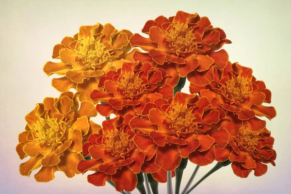 Large Bunch Bright Orange Marigolds — Zdjęcie stockowe