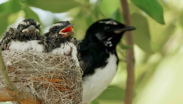 Matka Willy Wagtail Ptáčkem Hnízdě Obyčejný Pták Původem Austrálie — Stock fotografie