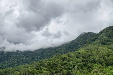 Yoğun tropikal yağmur ormanlarındaki bulutlar Cairns Queensland 'daki dağa çıkıyor.