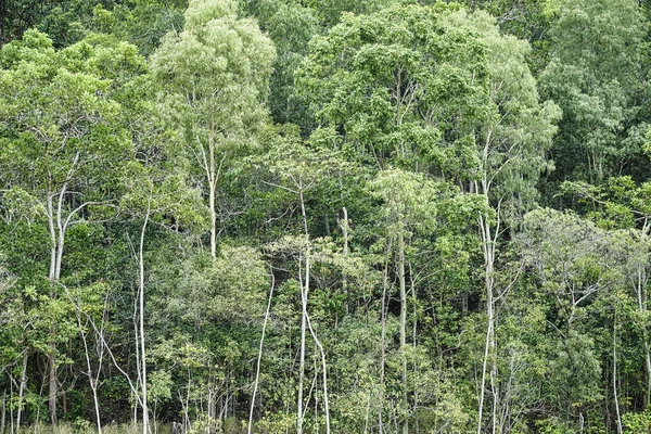 Rainforest Trees Cairns Queensland Australia — Stockfoto