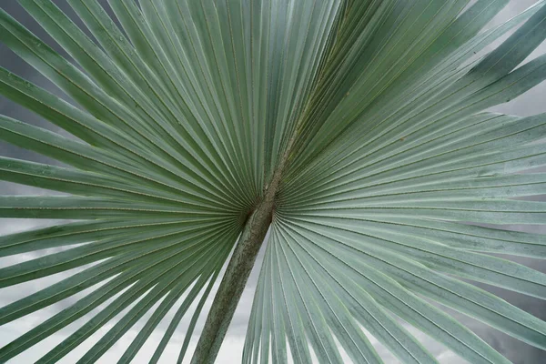 Fan Palm One Single Leaf Cloudy Sky Background — стоковое фото