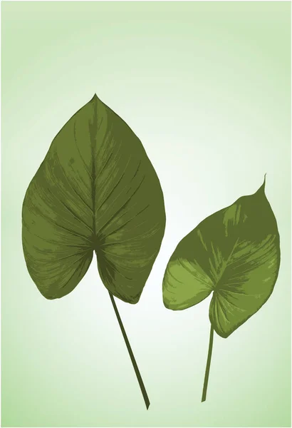 Vecteur Feuilles Tropicales Deux Grandes Feuilles Vertes Sur Fond Clair — Image vectorielle