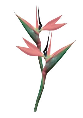 Beyaz arka planı olan cennet kuşu.