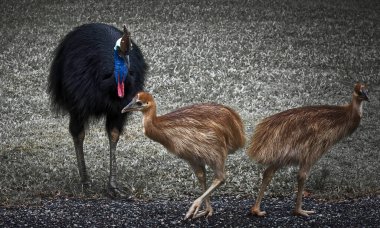 two cassowary chicks and their male dad who looks after them for 9 months clipart