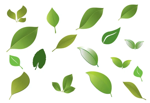 各种形状的叶子在白色背景上呈绿色 — 图库矢量图片