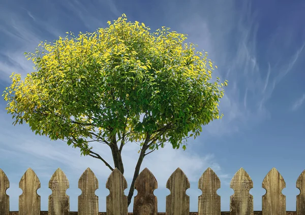 Zelený Strom Modrou Oblohou Dřevěným Plotem Popředí — Stock fotografie