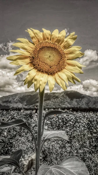 One Bright Yellow Sunflower Close Black White Background — Stock Photo, Image