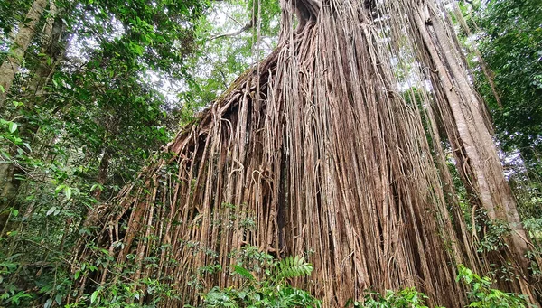 Unique Curtain Fig Tree Has Extensive Aerial Roots Drops Metres — Stock Photo, Image