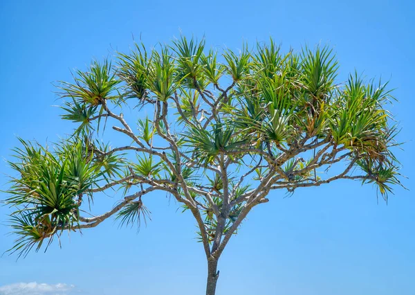 攀枝花棕榈或仙人掌树 蓝色背景 — 图库照片