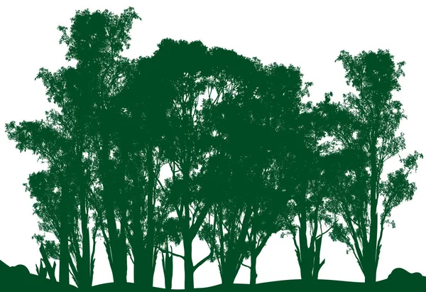 오스트레일리아 고무나무의 상록수인 배경에 유칼립투스 고무나무 — 스톡 벡터