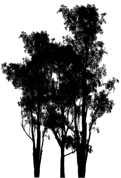Eukalyptus Kaugummibaum Auf Weißem Hintergrund Australischer Kaugummibaum Hoch Immergrüner Baum — Stockvektor