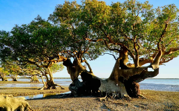 Enorma Mangrove Träd Finns Den Övre Delen Västra Australien — Stockfoto