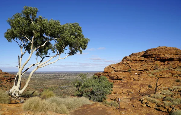 Blick Von Oben Auf Den Kings Canyon Northern Territory Watarrka — Stockfoto