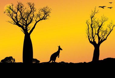 Batı Avustralya 'da günbatımı kanguru ve boab ağaçlarıyla, Adansonia gregorii