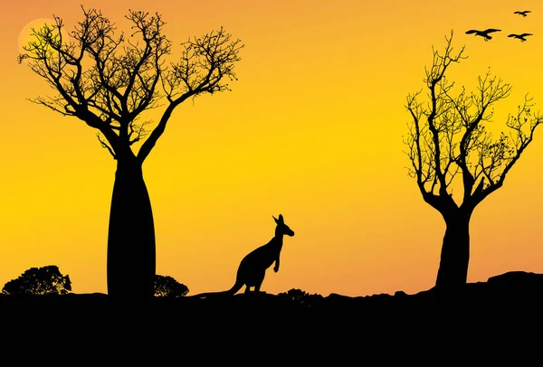 Sunset Outback Western Australia Kangaroo Boab Trees Adansonia Gregorii — Stock Vector