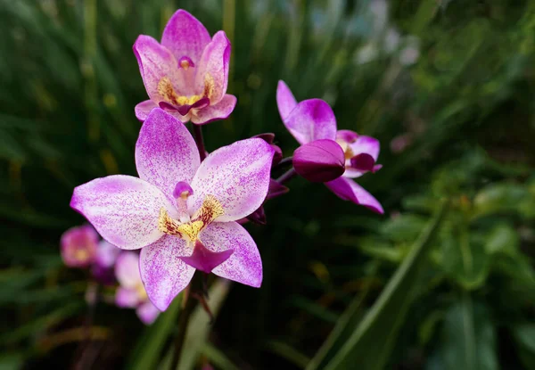紫花兰花或紫花兰花盛开的近景 — 图库照片