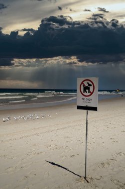 Fırtınalı bir günde sörfçülerin cennetinde köpek işareti olmaz.