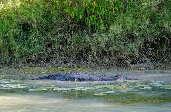 Crocodile Flottant Dans Rivière East Adelaide River Dans Territoire Nord — Photo