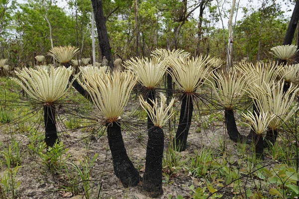 Rare Cycad Cycas Calcicola Litchfield National Park — Foto Stock