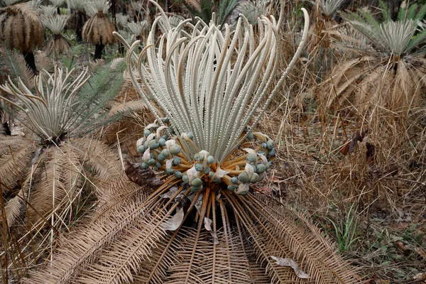 Cycads Growing Litchfield National Park Close View Seeds — Photo