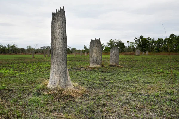Tall Magnetic Ant Mounds Northern Territory Australia — Photo